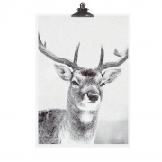Poster Deer / Hirsch von Tafelgut