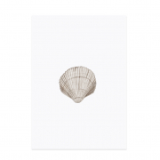 Postkarte Aquarell Muschel von Eulenschnitt 